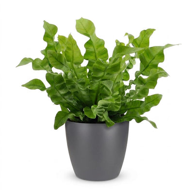 Green boutiQ - Asplenium Crispy Wave - Krauser Wellenfarn - 1 Plant - mit Potter Grijs - Topf 12cm - Höhe - 30cm