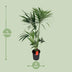 Howea Forsteriana Kentia-Palme Ø24cm - ↕130cm Bild 2