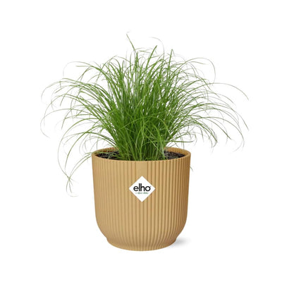 Cyperus Alternifolius Zumula Topf 14cm gelb - Eleganz für Ihr Zuhause