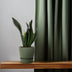 Sansevieria Whitney 12cm Topf - Pflegeleichte Zimmerpflanze Bild 3