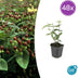 48x Hypericum inodorum 'Rheingold' - ↕10-25cm - Ø9cm Bild 1