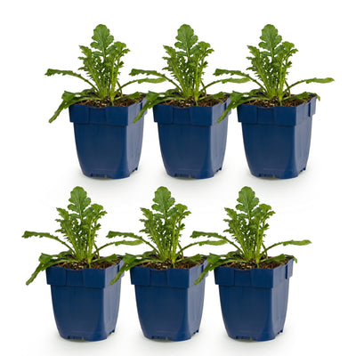 Green boutiQ - Perennial - Scabiosa col. Butterfly Blue - Dove Herb - Bee and Butterfly Attractors - Purple - 6 Plants - Pot 11cm - Height 15-25cm