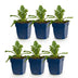 Green boutiQ - Perennial - Scabiosa col. Butterfly Blue - Dove Herb - Bee and Butterfly Attractors - Purple - 6 Plants - Pot 11cm - Height 15-25cm Bild 1
