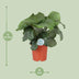 Calathea Orbifolia, elegant houseplant, Ø21cm, H65cm Bild 2