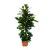 Ficus Cyathistipula – Afrikanische Feige – Ø21cm – ↕105cm Bild 1