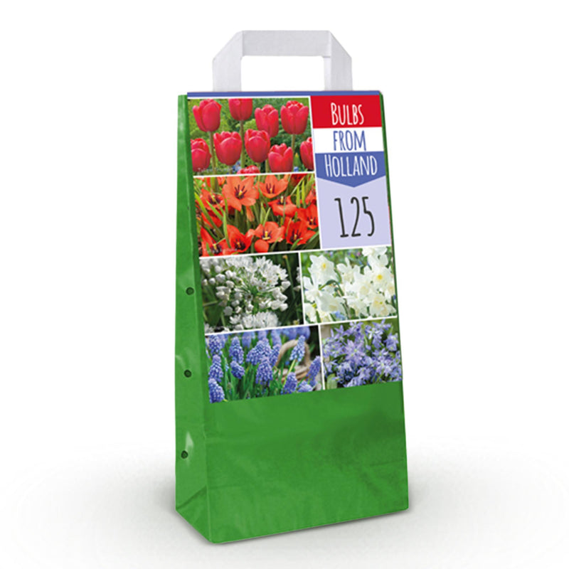 GreenboutiQ - Flower Bulbs - Bulbs from Holland - Hardy Perennial Bulbs - Various Colors - 125 Pieces - Gift Packaging