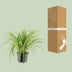 Grünlilie Chlorophytum Comosum Variegatum, Ø17cm, ↕30cm Bild 4