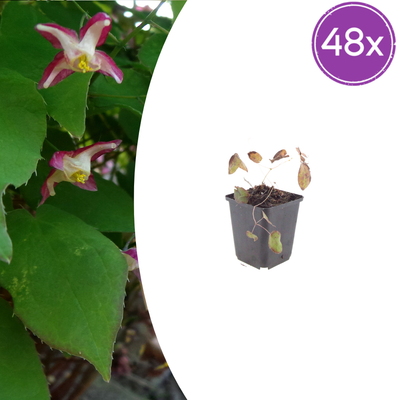 48x Epimedium rubrum Elfenblume, 10-25cm hoch, 9cm Topf