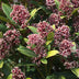 GreenboutiQ - Terrassenpflanze - Skimmia japonica Rubella - Blüte Rot - 15+ Blumen - 2 Pflanzen - Winterhart - Topf 15cm Höhe 30cm Bild 5