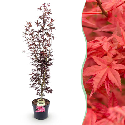 Japanischer Ahorn Acer palmatum Atropurpureum, Topf 26cm, Höhe 90cm