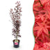 Japanischer Ahorn Acer palmatum Atropurpureum, Topf 26cm, Höhe 90cm Bild 1