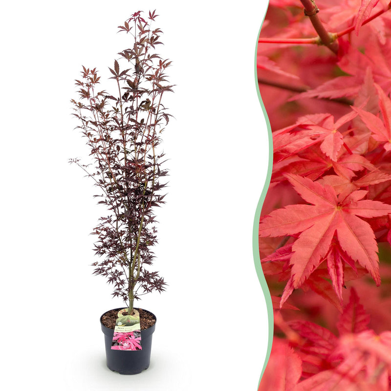 Japanischer Ahorn Acer palmatum Atropurpureum, Topf 26cm, Höhe 90cm