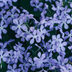 Phlox 'Emerald Cushion Blue' (12x, 10-25cm, Ø9cm) Bild 6