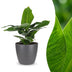Green boutiQ - Musa Oriental Dwarf - Orientalische Zwergbanane - 1 Pflanze - mit Grau Topf - Topf 12cm - Höhe - 30cm Bild 1