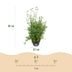 Fargesia nitida 'Red Dragon' - Non-spreading bamboo, 2 plants Bild 3