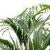 Kentia palm - 180cm - ⌀21 -25 Bild 3