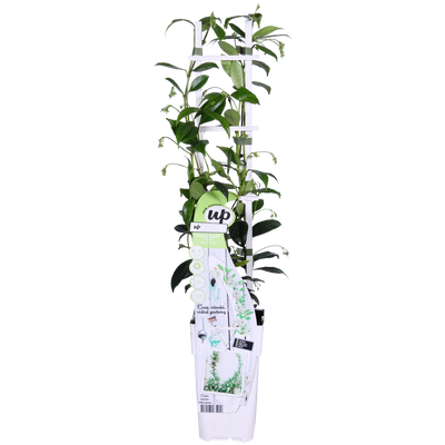 Trachelospermum 'Star of Venice' – Sternjasmin, Ø15cm, ↕65cm