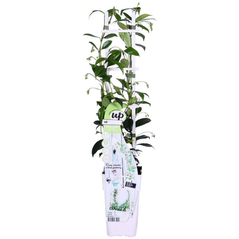 Trachelospermum 'Star of Venice' – Sternjasmin, Ø15cm, ↕65cm