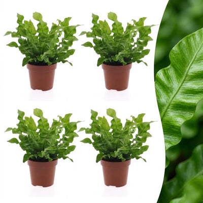 Green boutiQ - Asplenium Crispy Wave - Krauser Wellenfarn - 4 Pflanzen - Pot 12cm - Hoogte - 30cm
