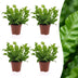 Green boutiQ - Asplenium Crispy Wave - Krauser Wellenfarn - 4 Pflanzen - Pot 12cm - Hoogte - 30cm Bild 1