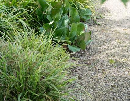 Bergenia cordifolia 'Herbstblüte' 12er Pack, 10-25cm hoch