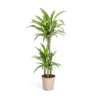 Dracaena Deremensis 'White Stripe' – Große Zimmerpflanze mit elegantem Blattwerk