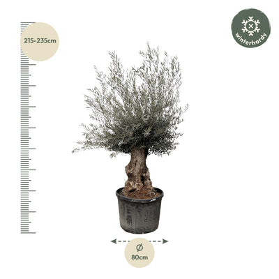 Olea Europaea Bonsai - 270cm, Ø80