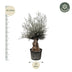 Olea Europaea Bonsai - 270cm, Ø80 Bild 2