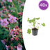 48x Geranium macr. 'Ingwersen's Var.' - 10-25cm - Ø9cm Bild 1