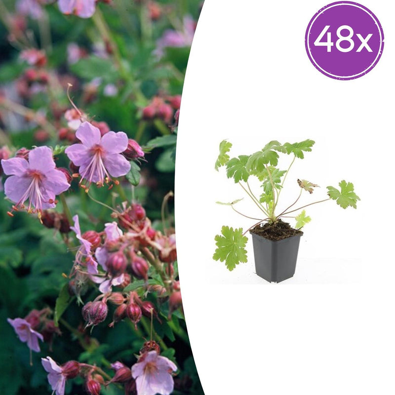 48x Geranium macr. 'Ingwersen's Var.' - 10-25cm - Ø9cm