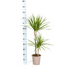 Dracaena Marginata Grün Ø19cm - 70-90cm Bild 2