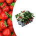 Erdbeeren, 6er-Pack (Fragaria), 100 % biologisch Bild 1