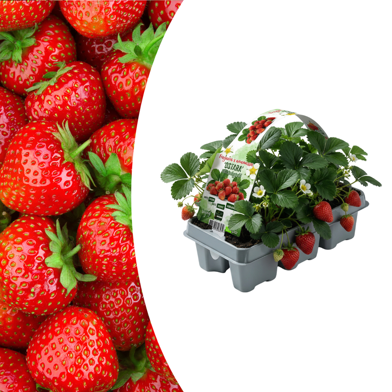 Erdbeeren, 6er-Pack (Fragaria), 100 % biologisch