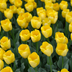 Strong Gold Tulpenzwiebeln – 20 Stück – Kräftiges Gelb für Ihren Garten Bild 3