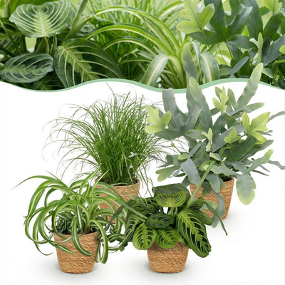 Zimmerpflanzen Mix: Chlorophytum, Cyperus, Phlebodium, Maranta