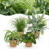 Zimmerpflanzen Mix: Chlorophytum, Cyperus, Phlebodium, Maranta Bild 1
