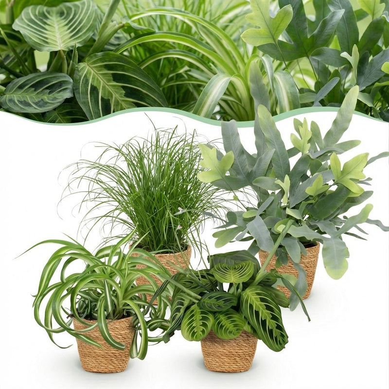 Zimmerpflanzen Mix: Chlorophytum, Cyperus, Phlebodium, Maranta