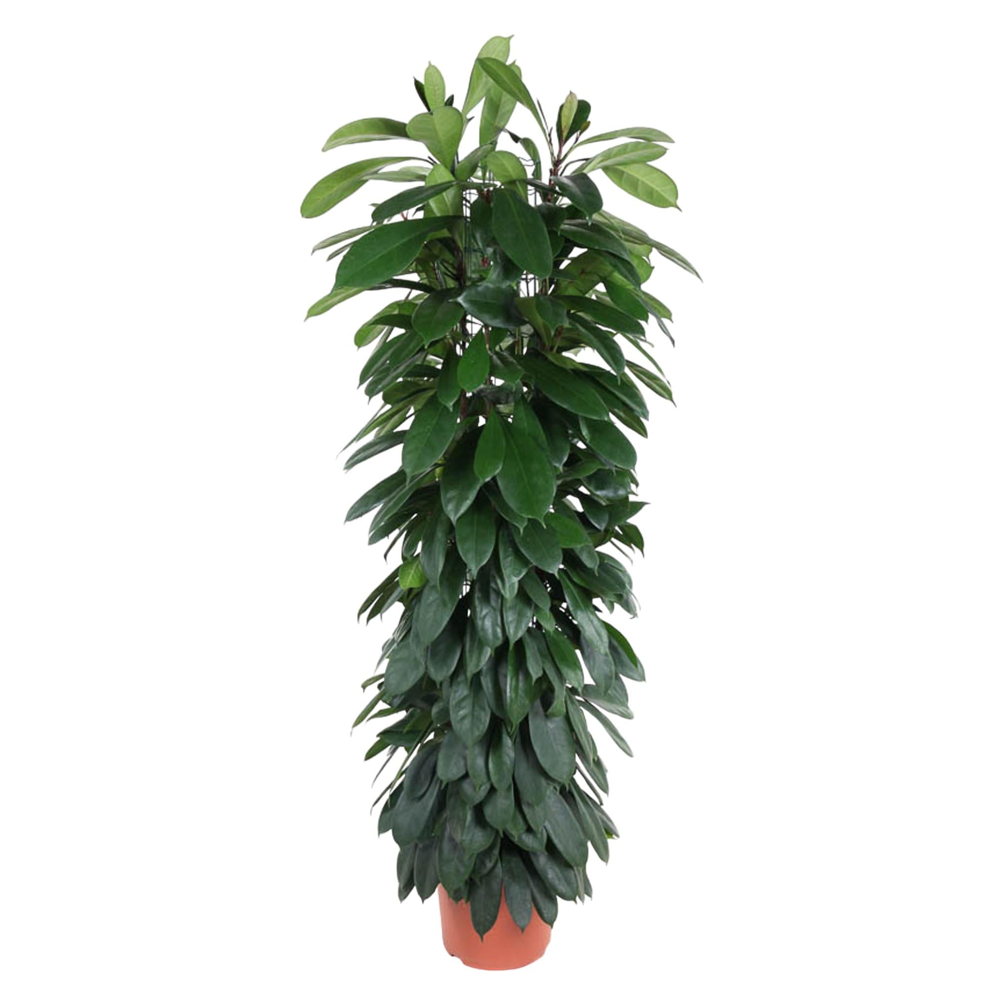Dracaena surculosa