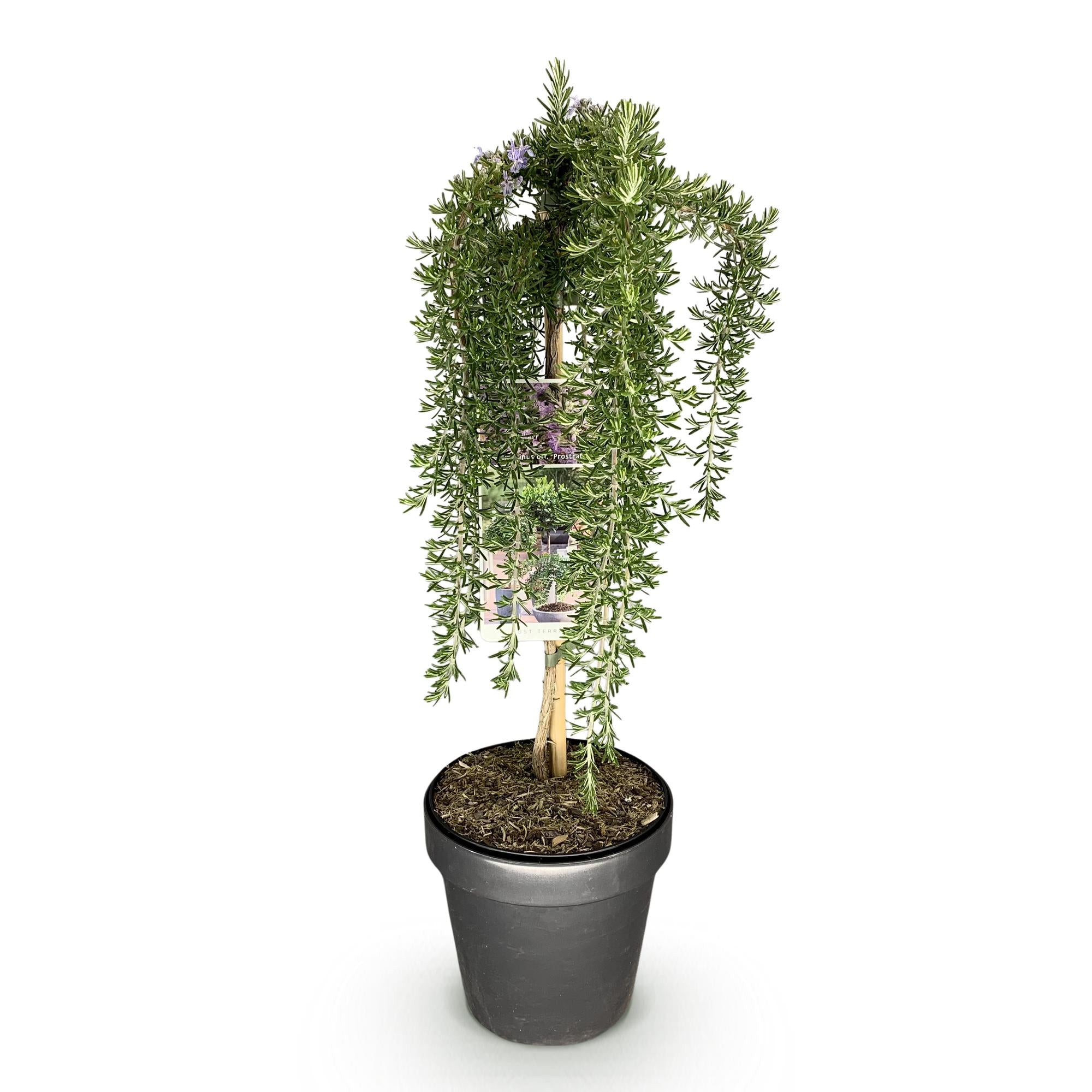 GreenboutiQ - Stamm-Pflanze - Rosmarinus officinalis Prostratus - Terrassenpflanze - Immergrün - Winterhart - Lila Blüte - Topf 19cm Höhe 90cm