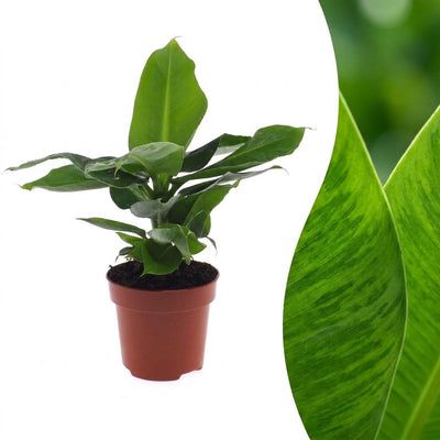 Green boutiQ - Musa Oriental Dwarf - Orientalische Zwergbanane - 1 Plant - Pot 12cm - Hoogte - 30cm