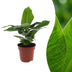 Green boutiQ - Musa Oriental Dwarf - Orientalische Zwergbanane - 1 Plant - Pot 12cm - Hoogte - 30cm Bild 1