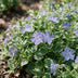 Vinca major Variegata Maagdenpalm (24 Pflanzen) - Blauer Bodendecker Bild 5
