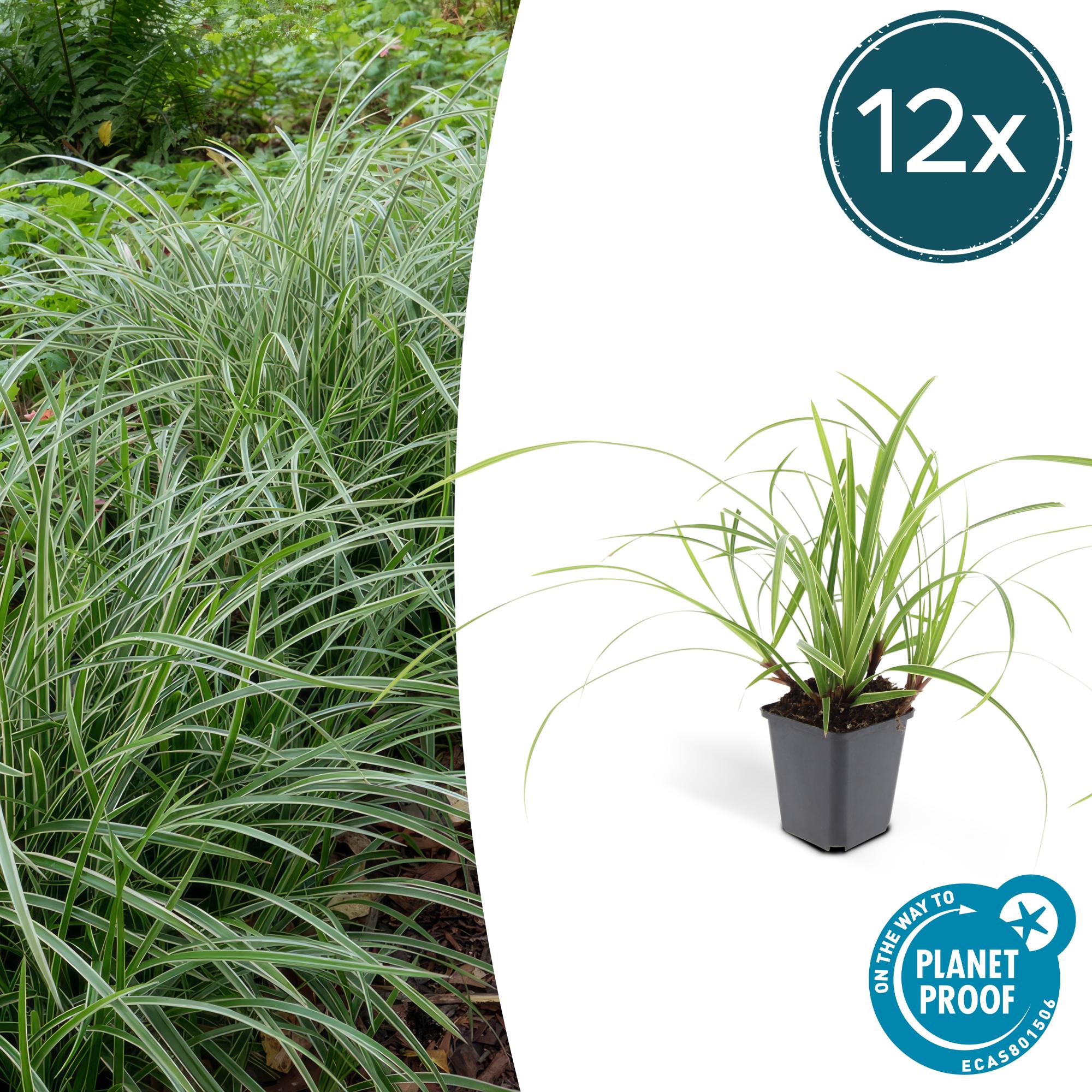 12x Carex morrowii 'Ice Dance' - Ziergras für Garten & Balkon