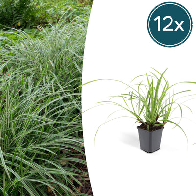 12x Carex morrowii 'Ice Dance' - Ziergras für Garten & Balkon