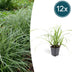 12x Carex morrowii 'Ice Dance' - Ziergras für Garten & Balkon Bild 1