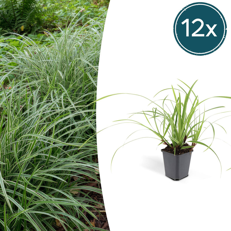12x Carex morrowii 'Ice Dance' - Ziergras für Garten & Balkon