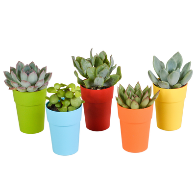 Sukkulenten-Mischung 5er-Pack, 5,5 cm, im farbigen Topf