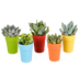 Sukkulenten-Mischung 5er-Pack, 5,5 cm, im farbigen Topf Bild 1