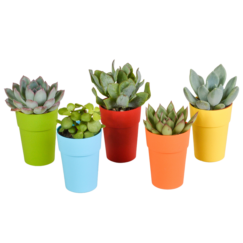 Sukkulenten-Mischung 5er-Pack, 5,5 cm, im farbigen Topf