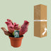 Sarracenia Maroon Schlauchpflanze Ø12cm, H23cm - Faszinierende Zimmerpflanze Bild 8